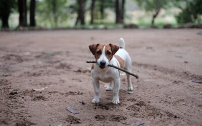 Dext: Fetch and you shall find