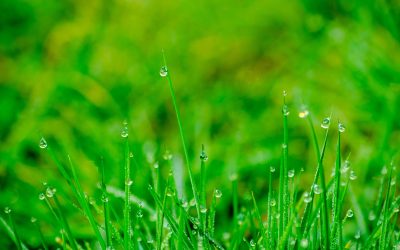 Leading by Example: How Our Accountancy Firm Incorporates ESG Practices